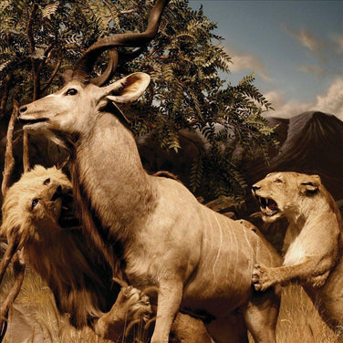 Interpol - Our Love To Admire 2x Vinyl LP Reissue